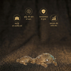 Short Details of Golden Tortoise Duo